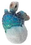 Turtle Product