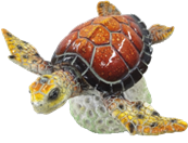 Turtle Product