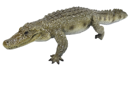 Crocodile Product