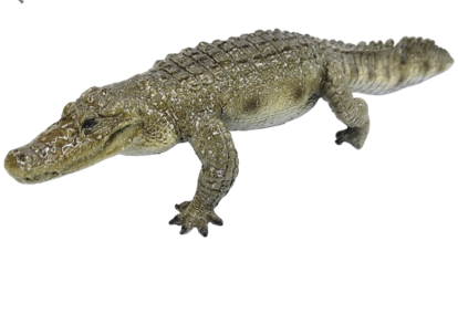 Crocodile Product