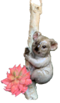Koala Product