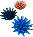 Sea Urchin Product