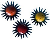Sea Urchin Product