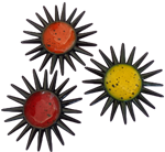 Sea Urchin Product