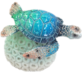 Turtle Product