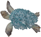 Turtle Product