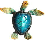 Turtle Product