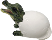 Crocodile Product