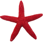 Starfish Product