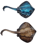 Manta Ray Product