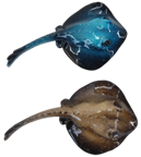 Manta Ray Product
