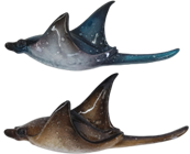 Manta Ray Product