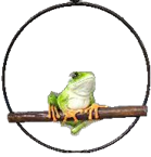 Frog Product