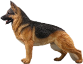 Dog Product