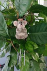 Koala Product