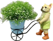 Dog Product