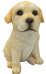 Dog Product