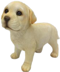 Dog Product