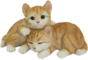 Cat Product