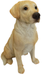 Dog Product