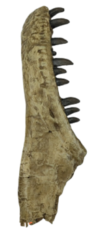 Dinosaur Product