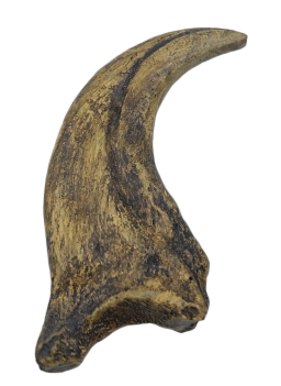 Dinosaur Product