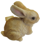 Rabbit Product