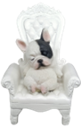 Dog Product