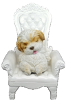 Dog Product