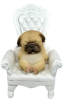 Dog Product