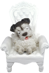 Dog Product