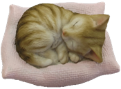 Cat Product