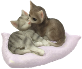 Cat Product