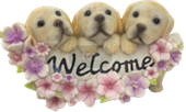 Dog Product