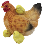 Chicken Product
