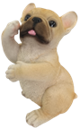 Dog Product