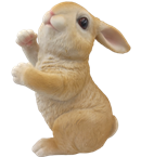 Rabbit Product