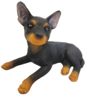 Dog Product