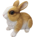 Rabbit Product