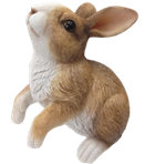 Rabbit Product