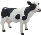 Cattle Product