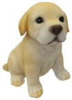 Dog Product