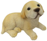 Dog Product