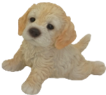 Dog Product
