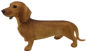 Dog Product