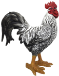 Chicken Product
