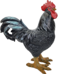 Chicken Product