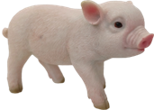Pig Product