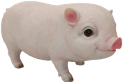 Pig Product