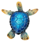 Turtle Product